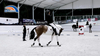 Horse Riding Hall for Sale | Indoor Equestrian Training Arena